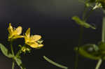 Spotted St. Johnswort